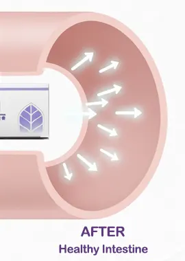Diagram of a healthy, clean intestine after the So Easy cleanse, showing restored flow and proper absorption without old residues
