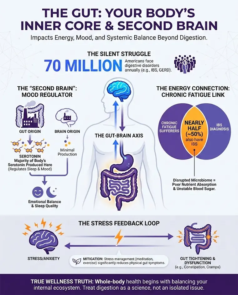 Infographic detailing the Gut-Brain Axis, showing how gut health impacts energy, mood, and digestion, including links to chronic fatigue, IBS, and the stress feedback loop