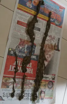 Demonstration of stored, compacted waste and residue being eliminated from the colon, a common sign of deep release during cleansing